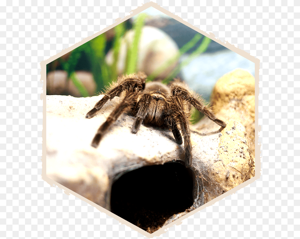 Insectropolis Bug Zoo Of New Jersey Tarantula, Animal, Invertebrate, Spider, Insect Png Image