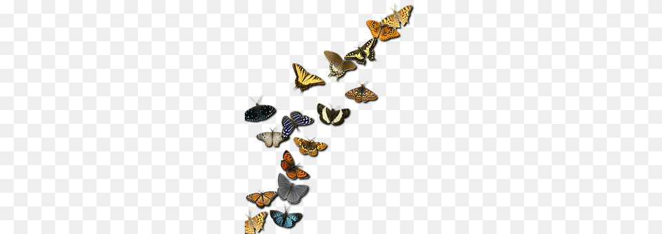 Insects Animal, Butterfly, Insect, Invertebrate Free Transparent Png