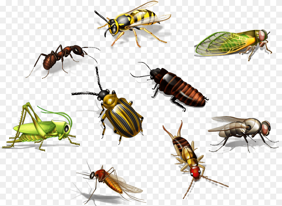 Insects 3 Image Insects, Animal, Bee, Insect, Invertebrate Free Png Download
