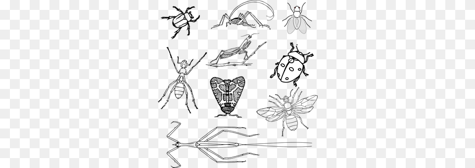 Insects Free Transparent Png