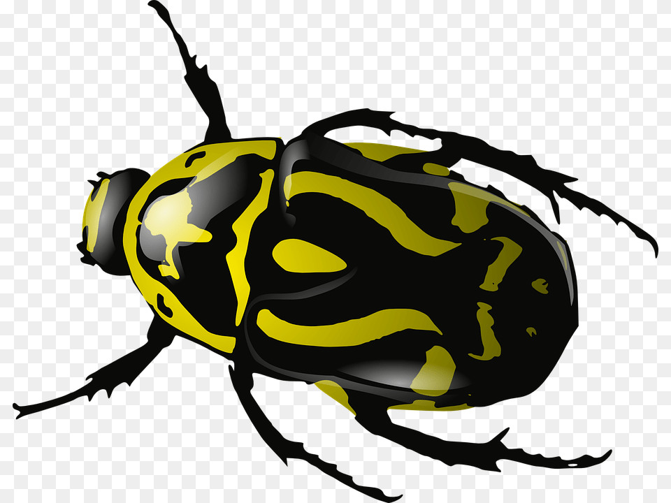 Insects And Bugs Transparent Insects And Bugs, Animal, Bee, Insect, Invertebrate Free Png