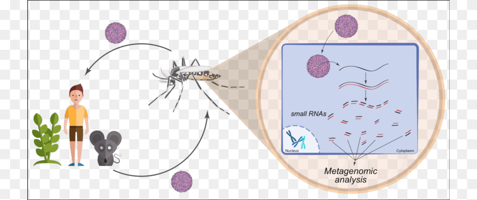 Insects Are Major Reservoirs Of Viruses Mosquito, Person, Animal, Spider, Invertebrate Free Transparent Png