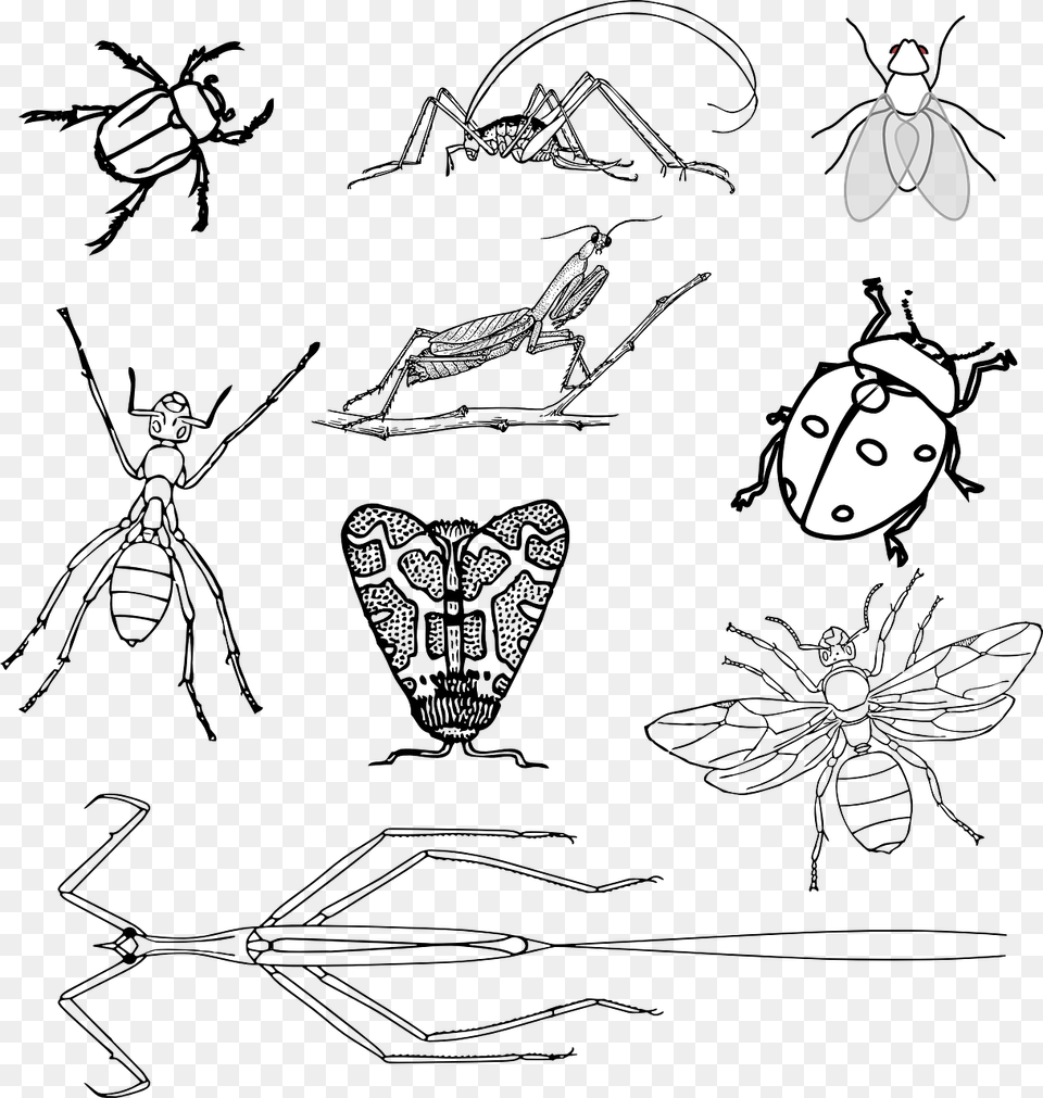 Insects Bugs Beetle Realistic Bugs Coloring Page, Face, Head, Person, Baby Free Png Download