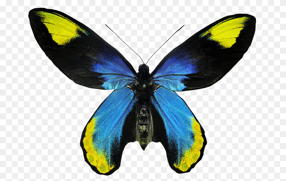 Insects Bugs Images, Animal, Insect, Invertebrate, Butterfly Free Transparent Png