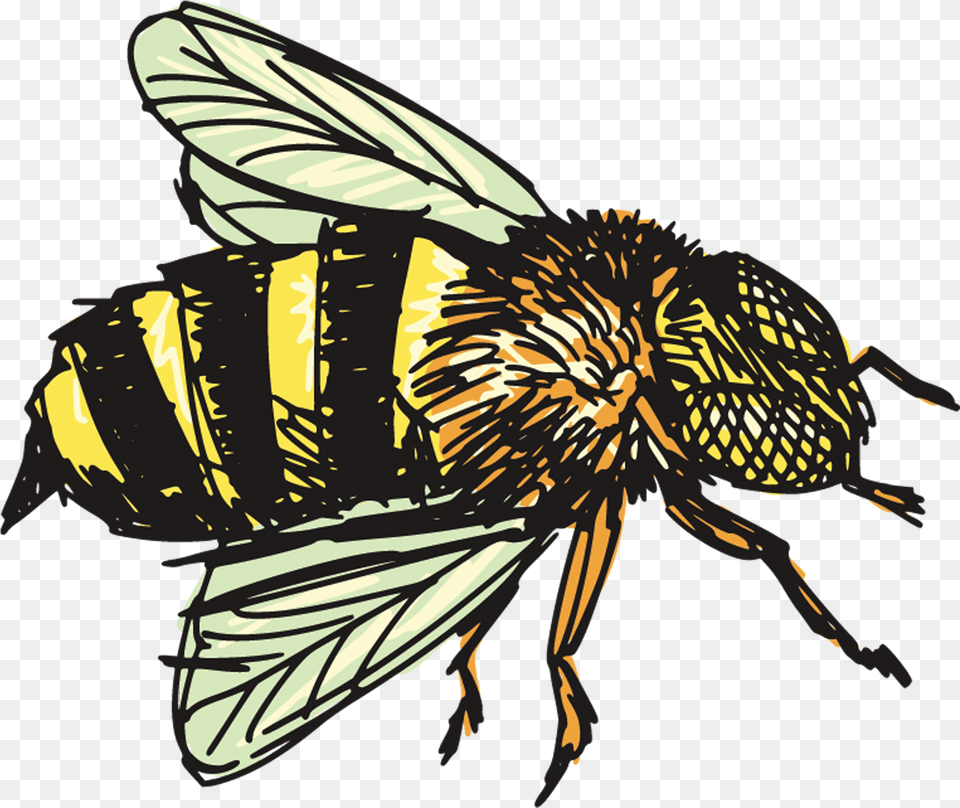 Insects Clipart House Flies, Animal, Bee, Insect, Invertebrate Png Image