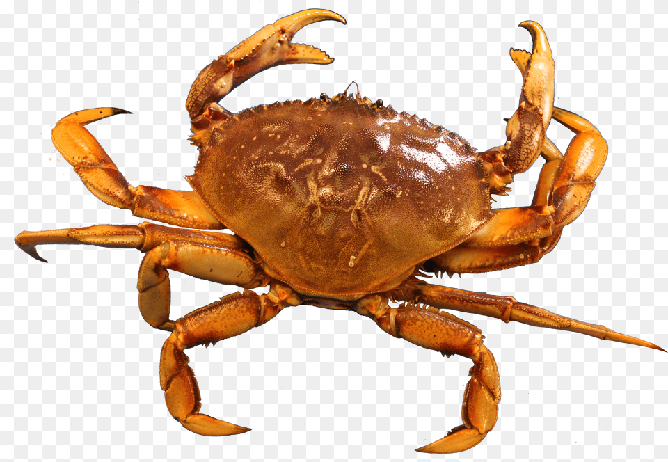 Insects Crabs Png Image