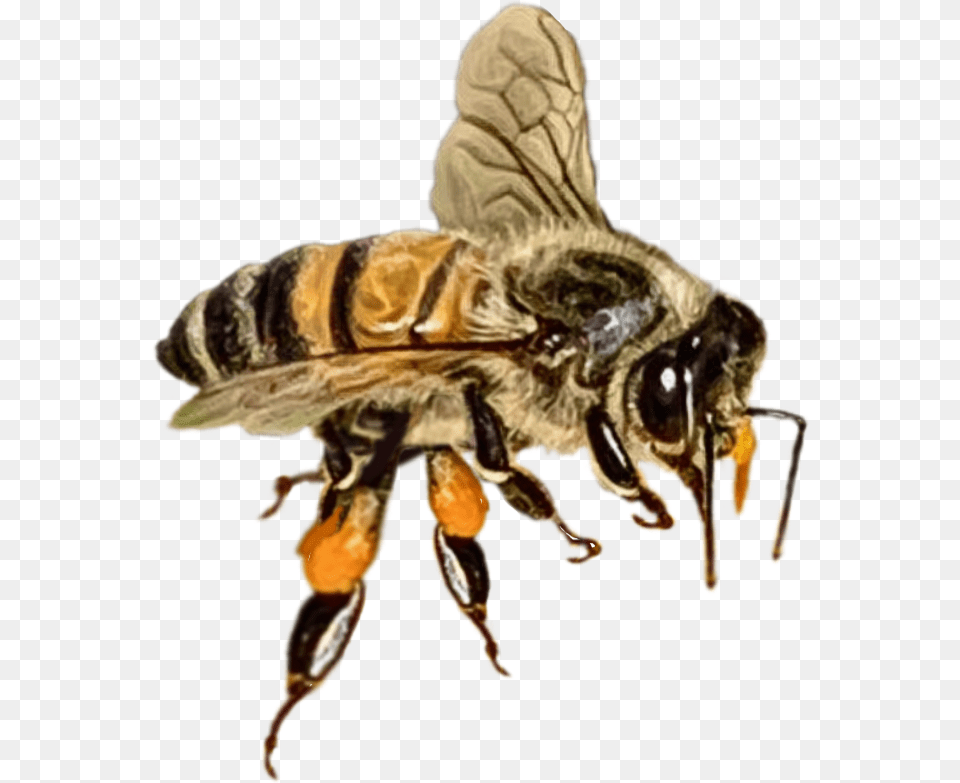 Insects Flowers Bee Bumblebee Flying Oporiginal Honeybee, Animal, Honey Bee, Insect, Invertebrate Free Transparent Png