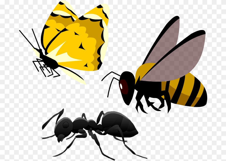 Insects Honeybee, Animal, Bee, Insect, Invertebrate Png Image