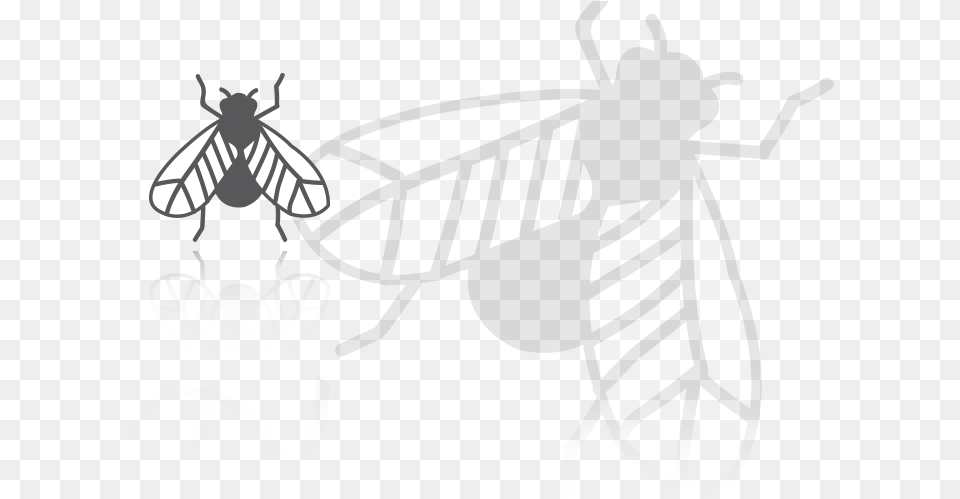Insects Insect, Animal, Bee, Invertebrate, Wasp Png Image