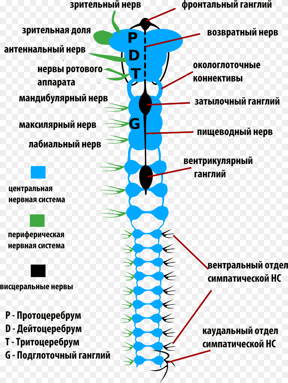 Insects Nervous System Rus Nervous System Of Insects, Light Free Transparent Png