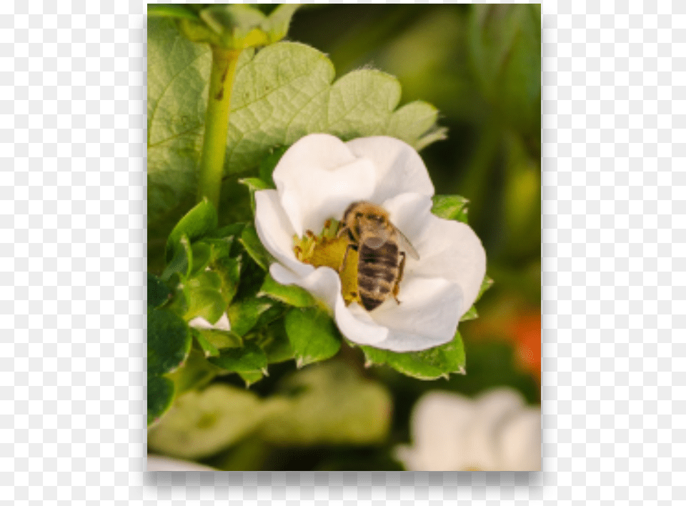 Insects On Strawberry Flower White Trillium, Honey Bee, Animal, Apidae, Bee Png