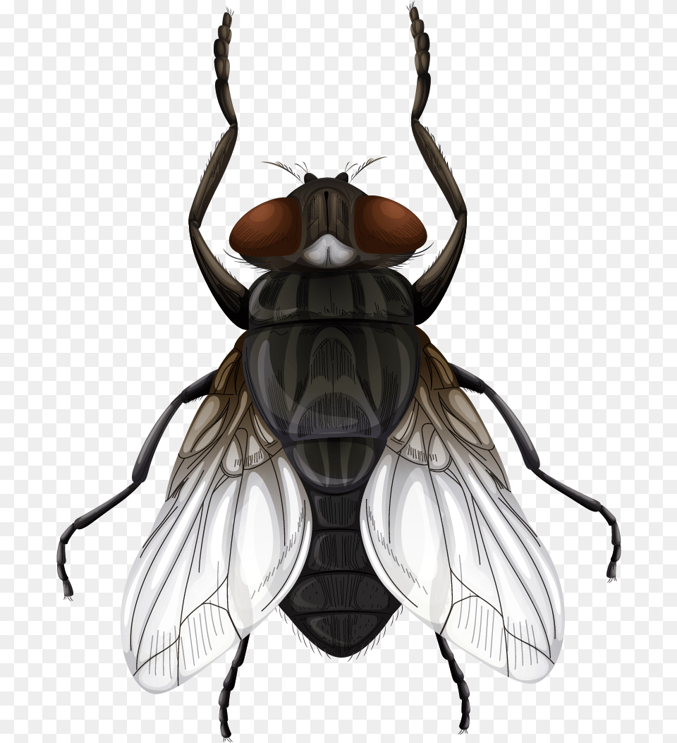Insects Parts Of The Fly, Animal, Insect, Invertebrate Free Transparent Png