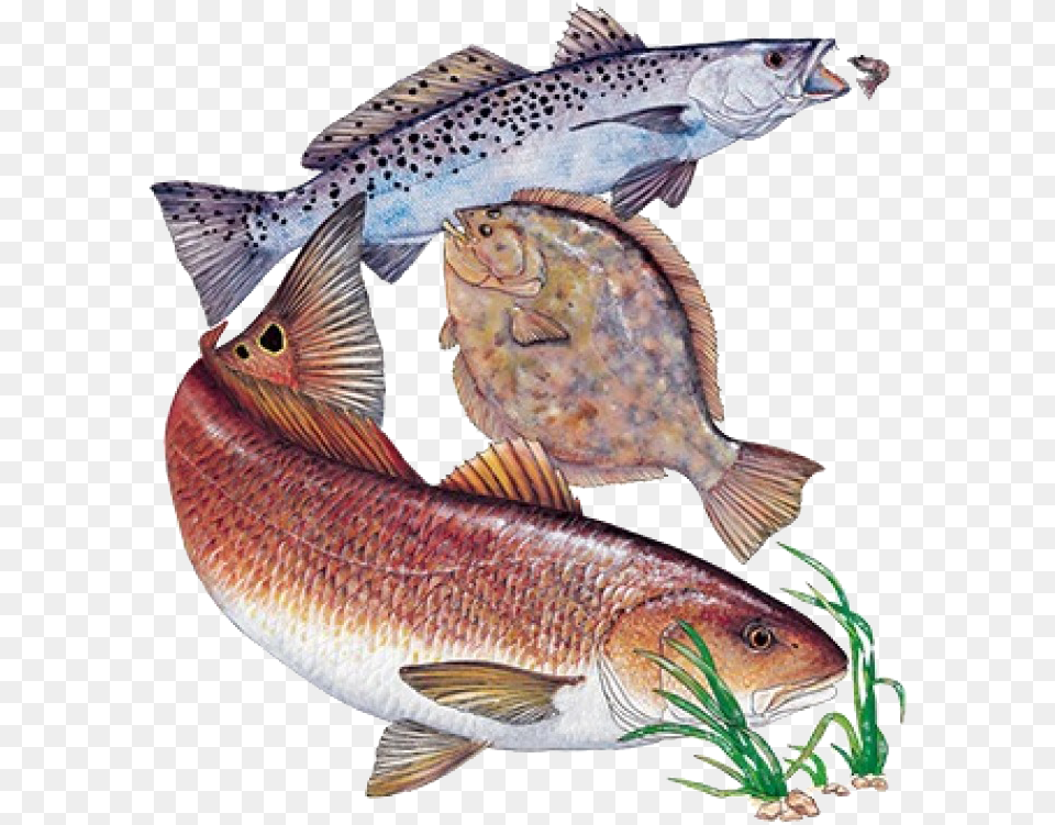 Inshore Slam With Flounder Printed T Shirtclass Redfish Flounder Speckled Trout, Animal, Fish, Sea Life Png Image