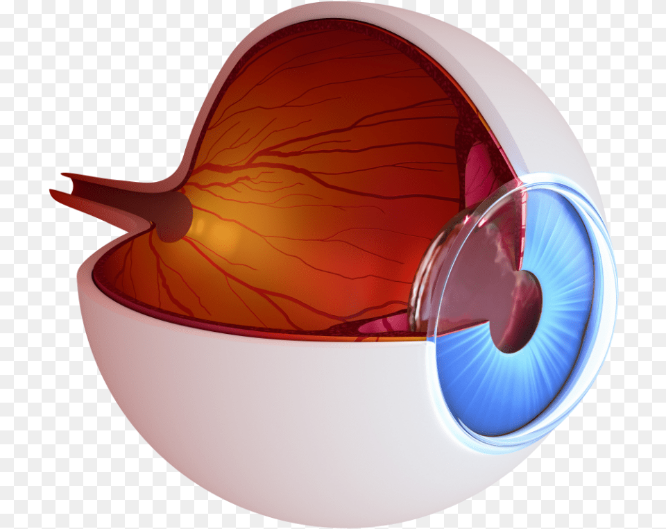 Inside An Eye, Animal Free Png Download