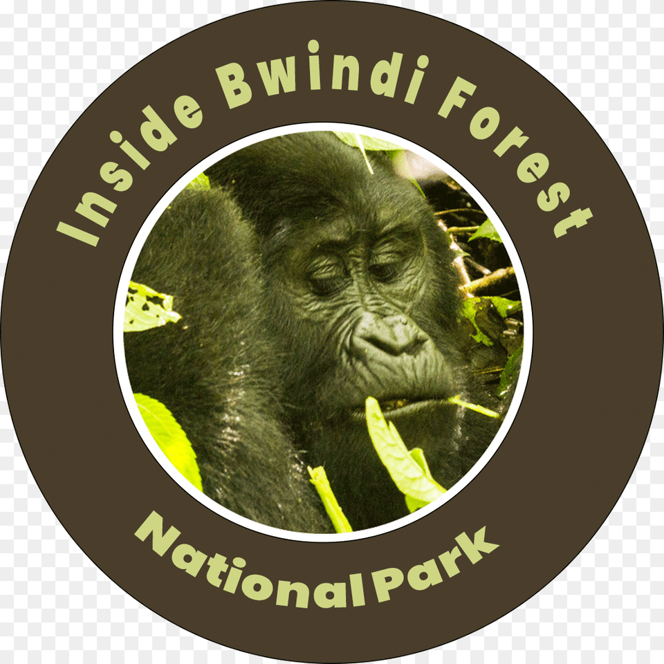 Inside Bwindi Forest National Park Gloucester Road Tube Station, Animal, Ape, Mammal, Wildlife Png