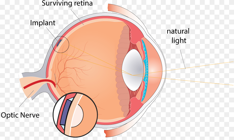 Inside Of Eye Model Png Image