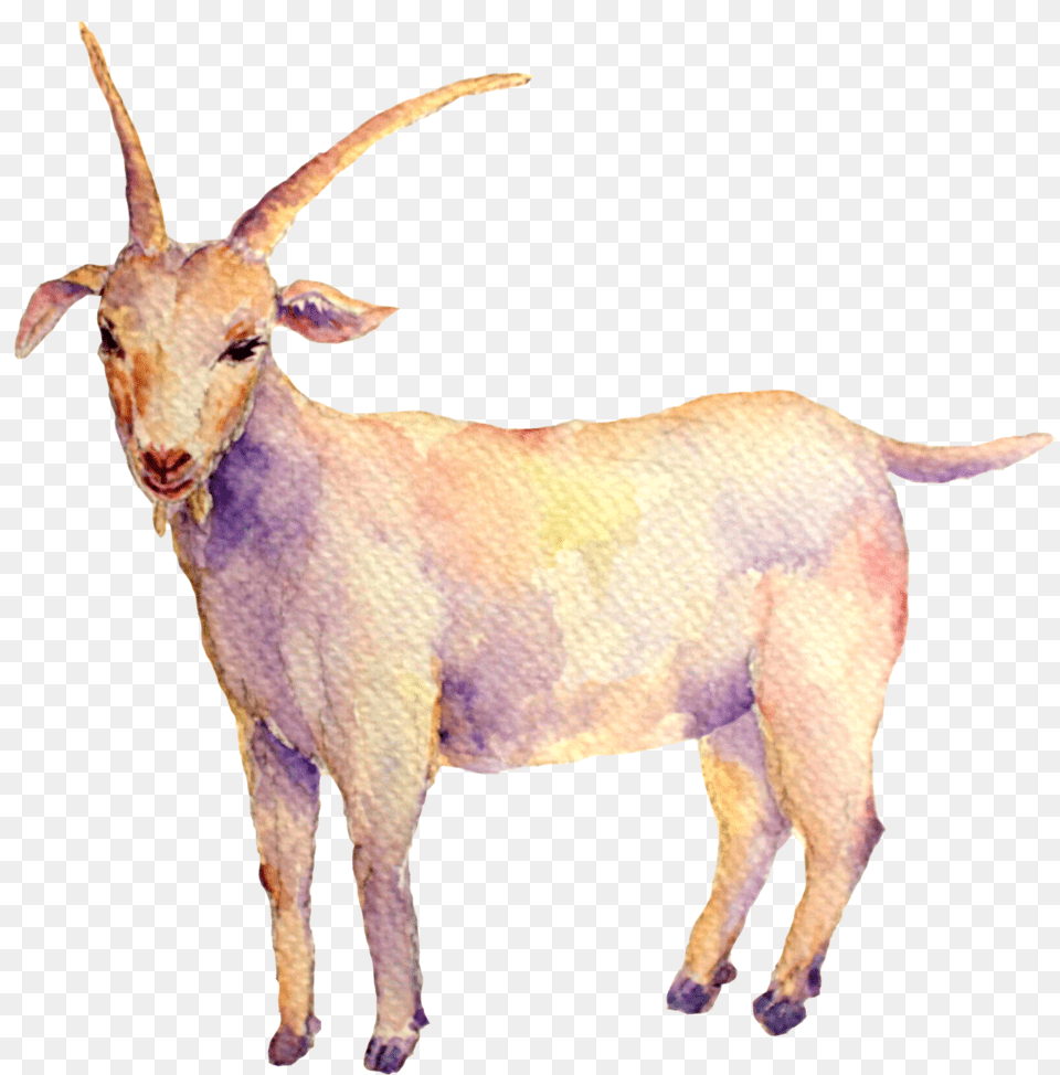 Insights Goat, Livestock, Animal, Antelope, Mammal Free Png Download