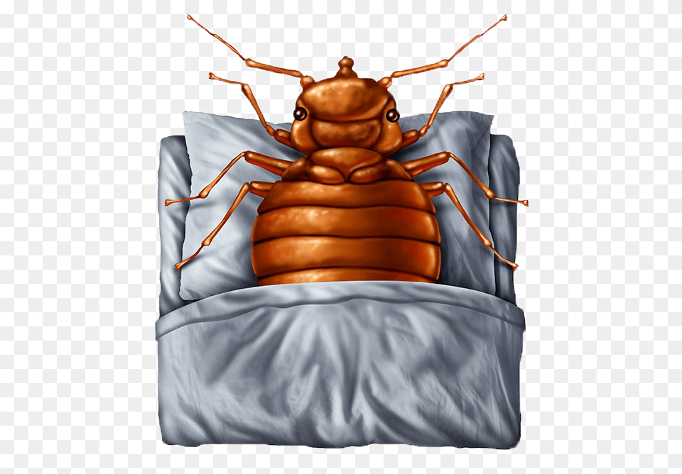 Insomnia Psychology Definition, Animal, Insect, Invertebrate, Cockroach Free Png Download