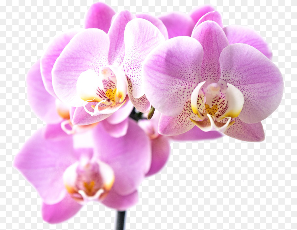 Inspirant Group Innovation Orchid, Flower, Plant Free Png Download