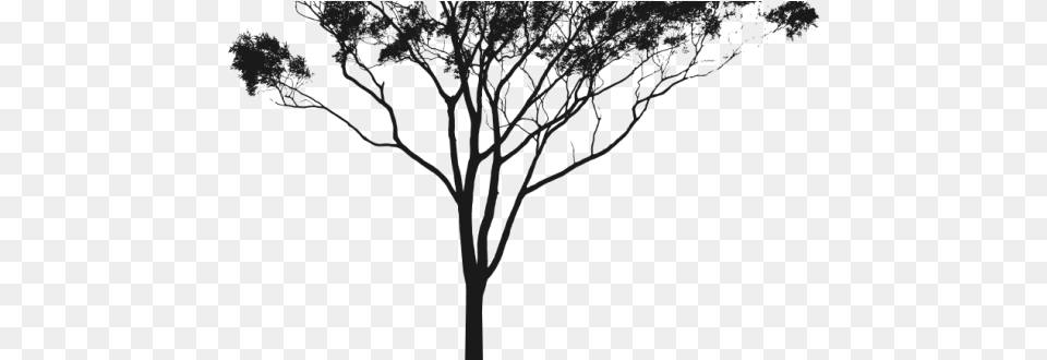 Inspirational Design Gum Tree Silhouette Eucalyptus Australian Gum Tree Silhouette, Art, Drawing, Plant Png