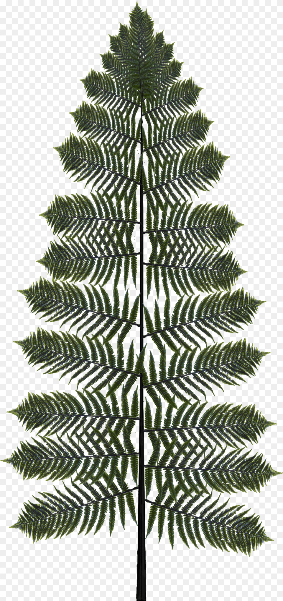 Inspiredsamambaiacu Fern, Leaf, Plant, Tree, Conifer Png Image