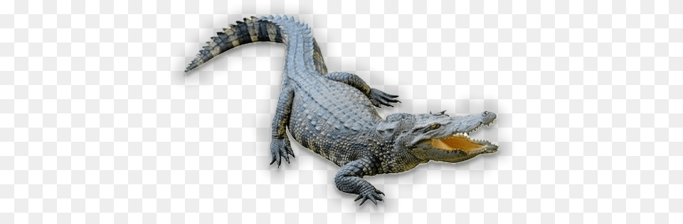 Insta Gator Ranch Gator, Animal, Reptile, Snake, Crocodile Png