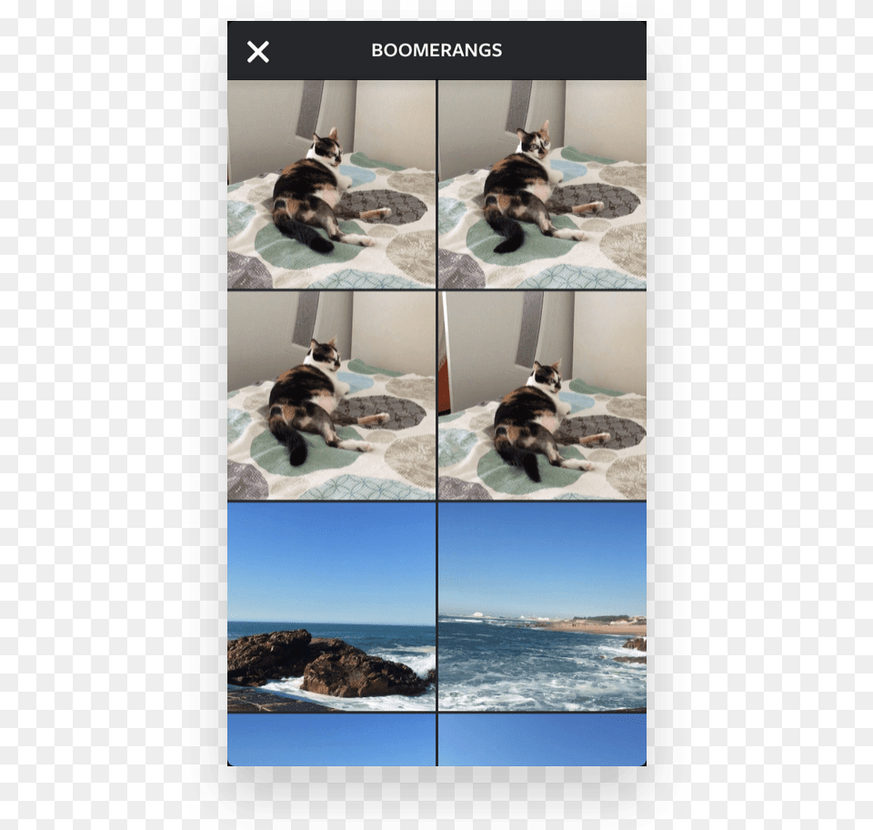 Instagram Video Tools Boomerang Collage, Art, Animal, Cat, Mammal Png Image