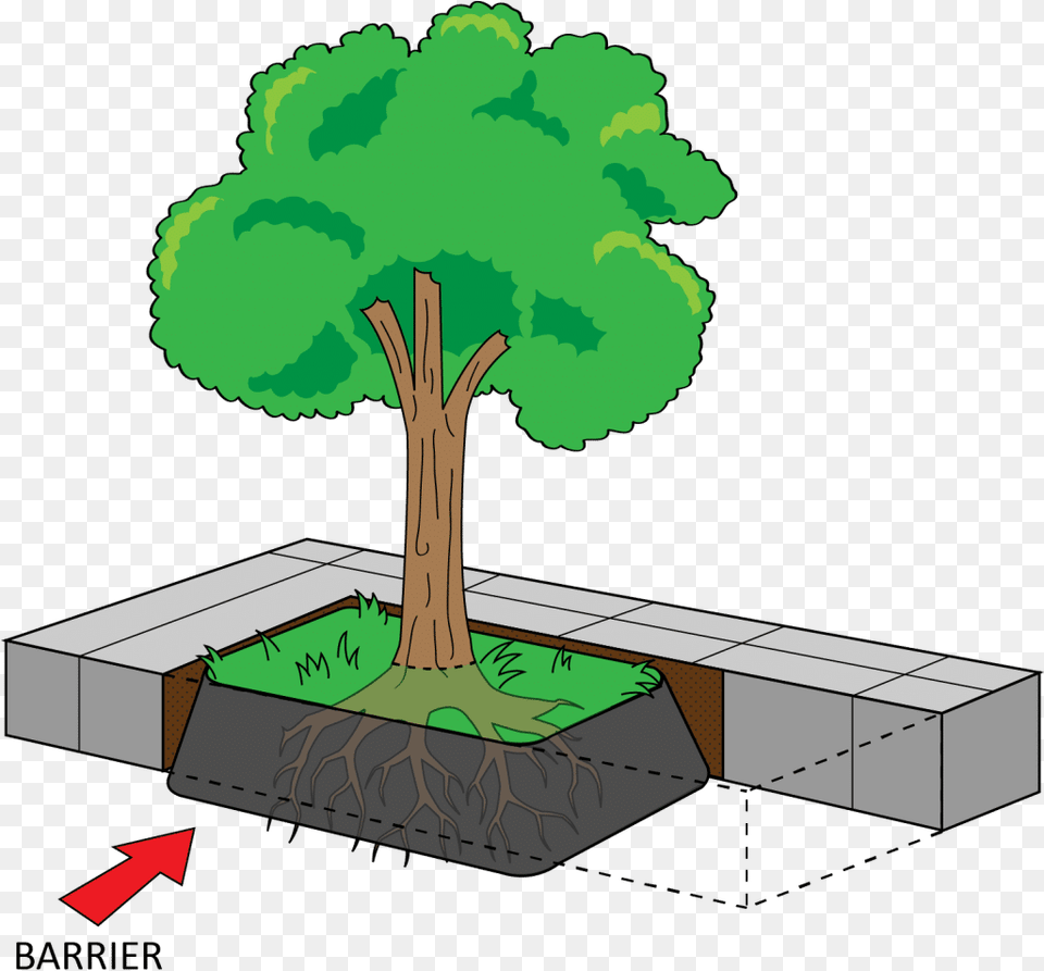 Installation Guide Sidewalk Shield Area And Perimeter Clipart, Plant, Potted Plant, Tree, Vegetation Free Png