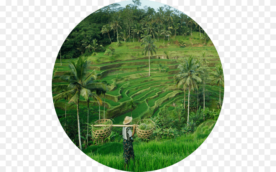 Instead Of Building From Scratch And Duplicating Resources Ubud, Agriculture, Countryside, Field, Photography Png Image