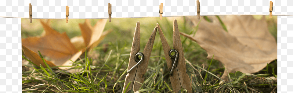 Instead Of Spending Money On Chip Bag Clips Use Clothespins Close Up, Grass, Leaf, Plant, Tree Free Png