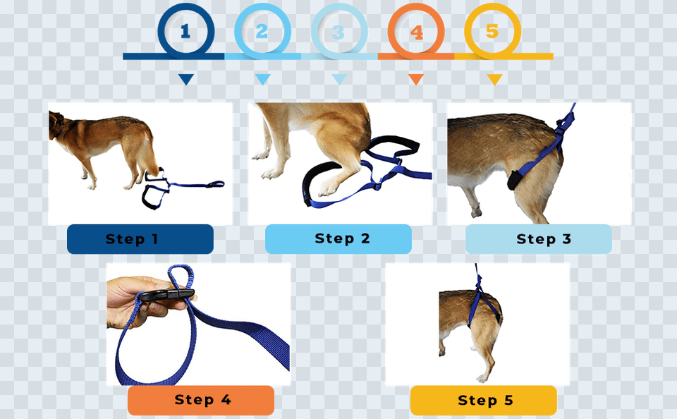 Instructions Of Walkin39 Rear Support Dog Leash Dog Licks, Accessories, Strap, Canine, Animal Png Image