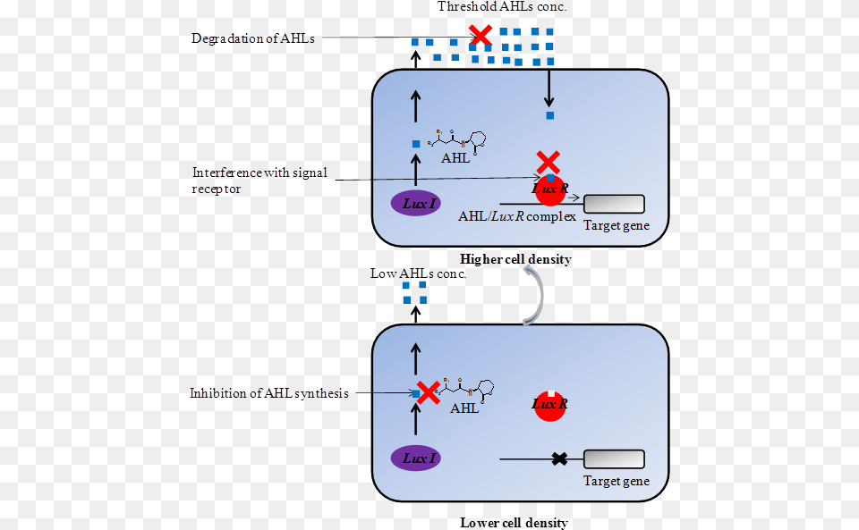 Int J Biol Sci Inhibition Of Quorum Sensing, Text Png Image