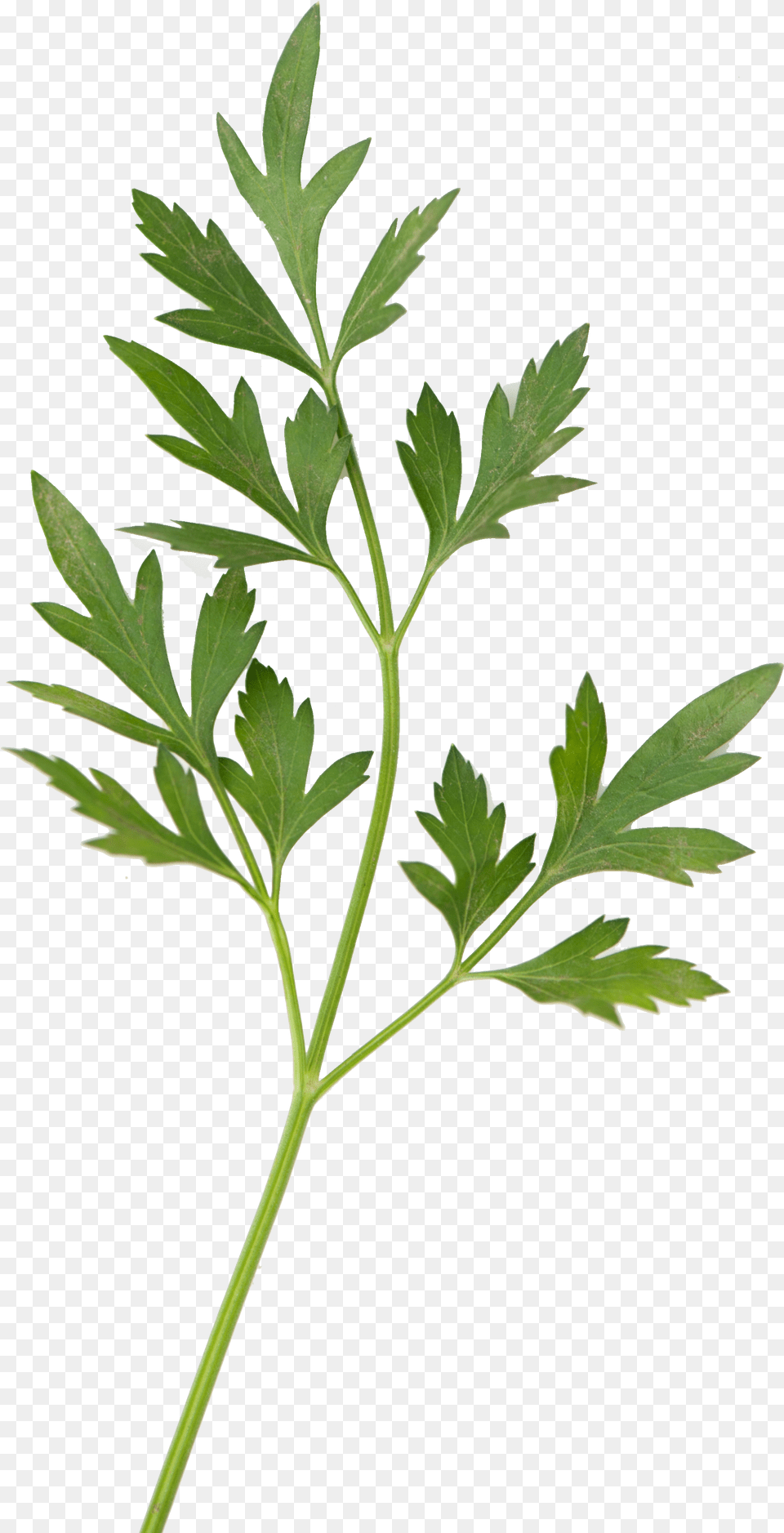 Inta Chicos Perejil Hojas, Herbs, Parsley, Plant Free Transparent Png