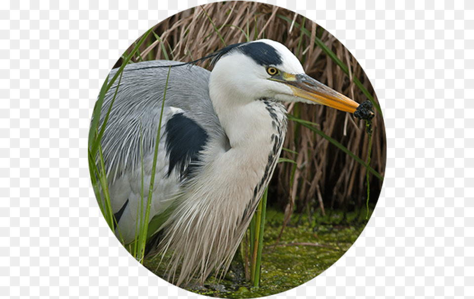 Intaka Intaka Bird, Animal, Stork, Waterfowl, Crane Bird Free Png Download