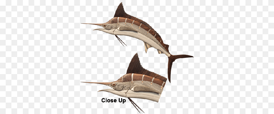Intarsia Woodworking Pattern Of A Marlin Intarsia Swordfish, Animal, Sea Life, Fish, Bird Free Png