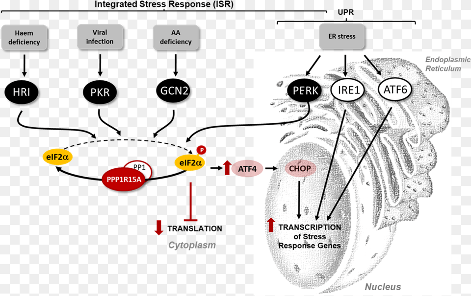 Integrated Stress Response And Disease, Diagram Png Image