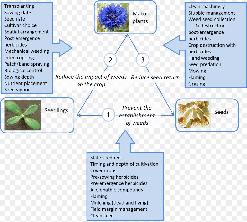 Integrated Weed Management, Plant, Flower Free Png