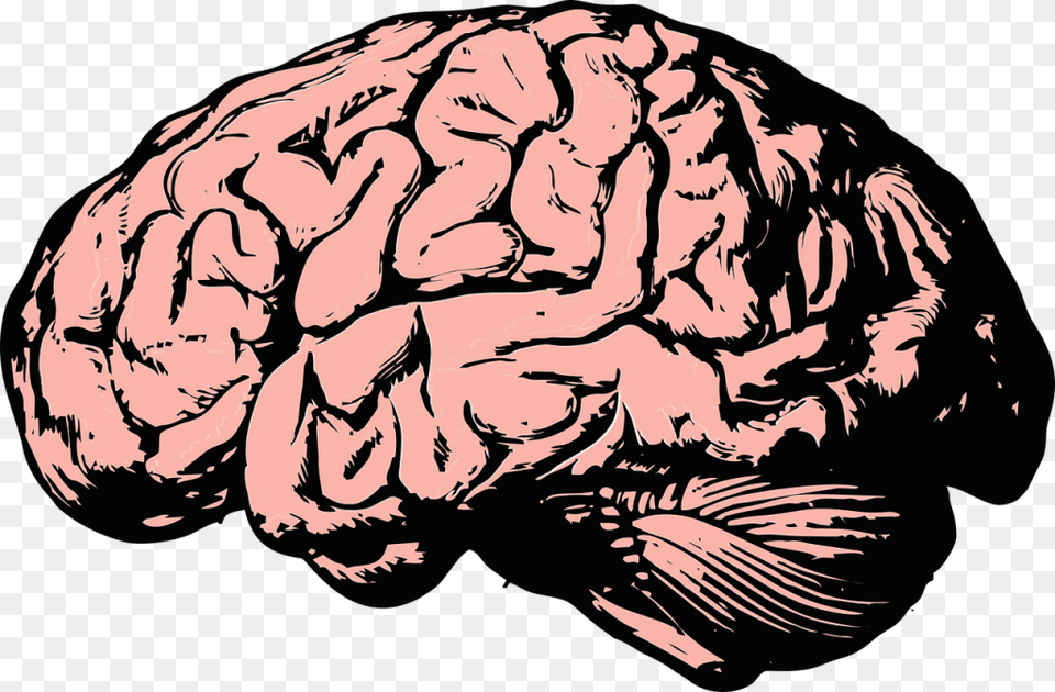Intelligent Clipart Human Brain, Art, Person, Face, Head Png