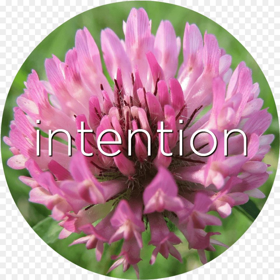 Intention Red Clover Flower Essence Especie Vegetal De La Pradera, Petal, Plant, Purple Free Png Download