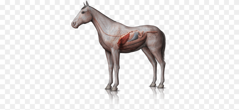 Interactive Animal Veterinarian Clark Summit Pennsylvania Nervous System Of Horse, Mammal, Colt Horse Free Png Download