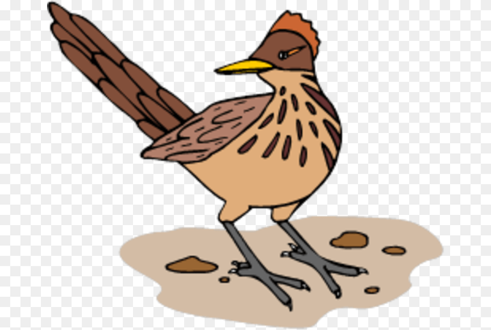 Interesting Facts About Roadrunners, Animal, Beak, Bird, Person Png Image