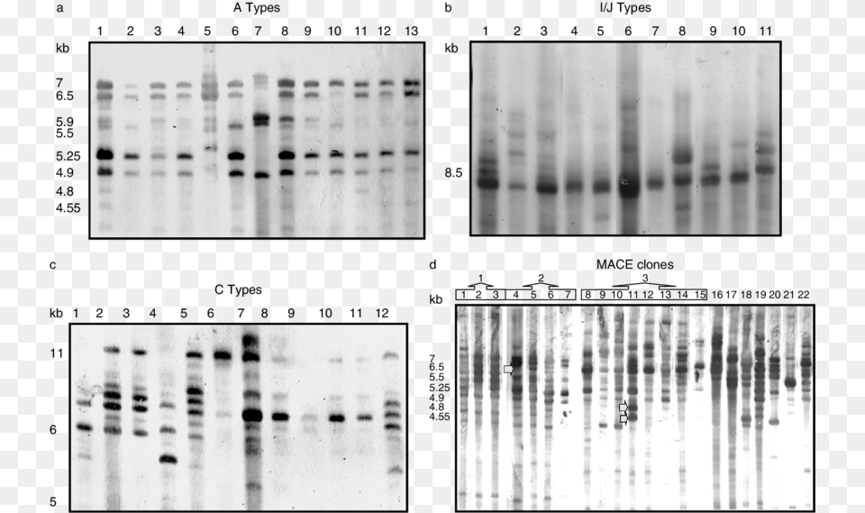 Intergenic Spacer Fingerprints Of Myzus Persicae Clones Monochrome, Architecture, Building Free Transparent Png