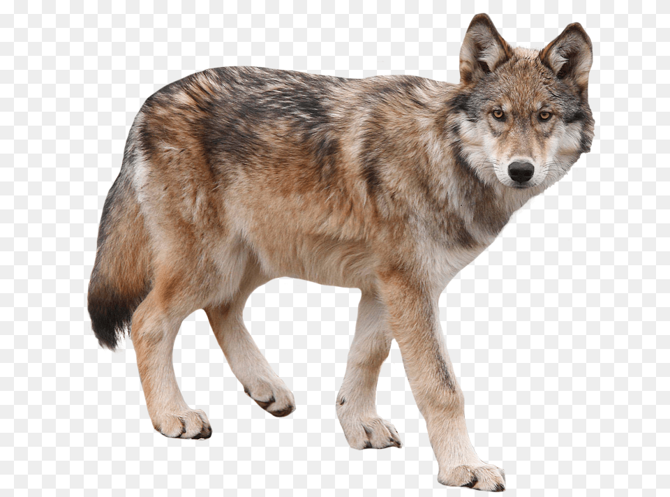 Interior Alaskan Wolf Wolf, Animal, Canine, Coyote, Dog Free Png Download