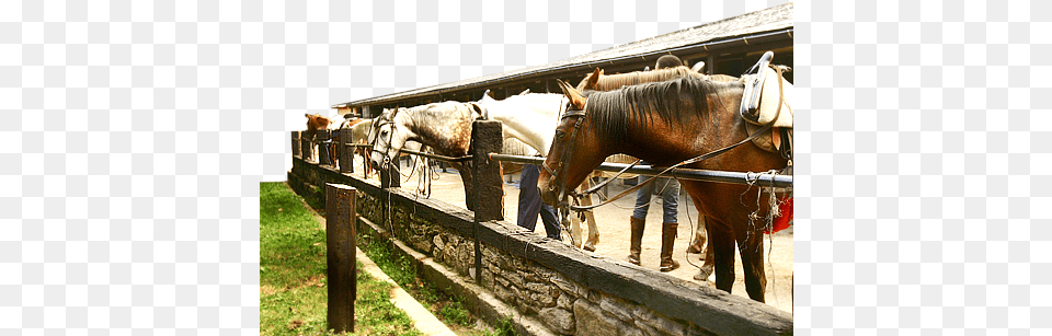 Interior De Alojamientos Rurales Pedrazales Pedrazales De Sanabria, Adult, Male, Man, Person Free Png Download