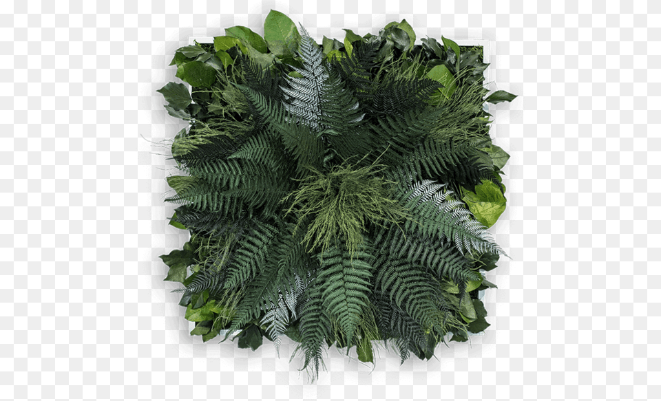 Interior Design, Fern, Plant, Leaf Free Transparent Png