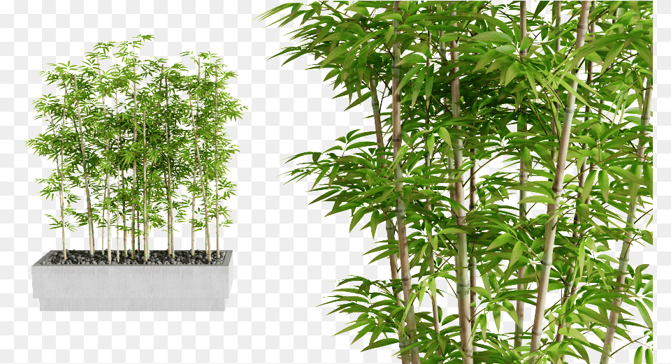 Interior Plants Previous Next Real Bamboo Tree, Plant, Potted Plant Free Transparent Png