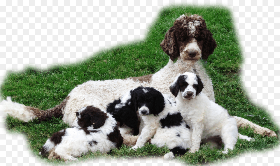 Interlaced Biiggest Size Picture Puppy Right Hand Corner Poodle, Plant, Grass, Animal, Pet Free Png Download