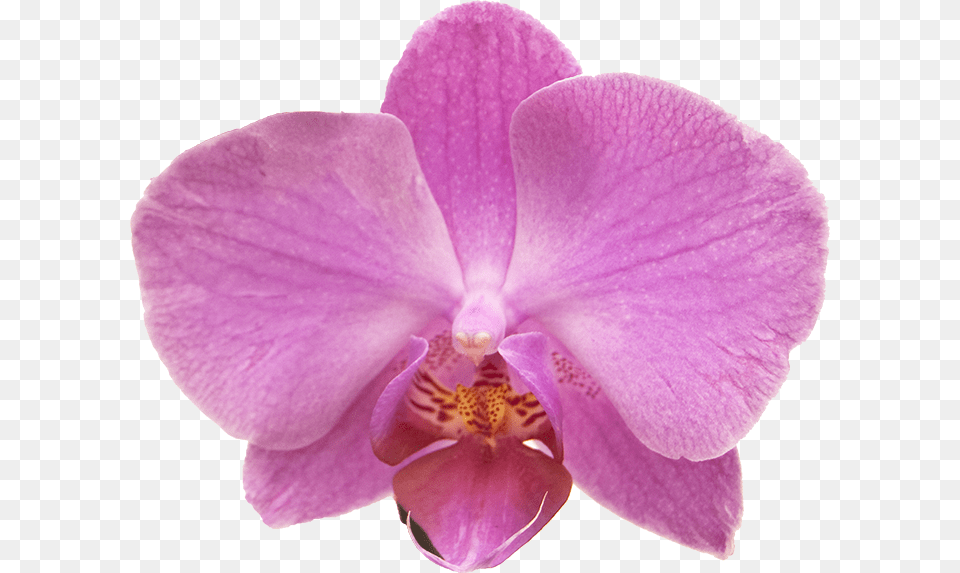 Intermediate Interaction Design Demo Parallax Scrolling Orchids, Flower, Orchid, Plant, Rose Png Image