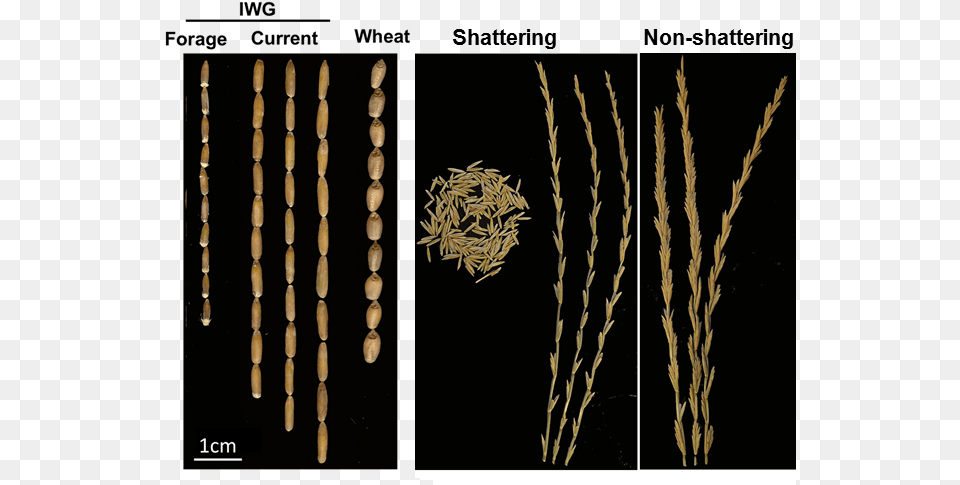 Intermediate Wheatgrass Heads Intermediate Wheatgrass Vs Wheat, Grass, Plant, Festival, Hanukkah Menorah Free Png Download