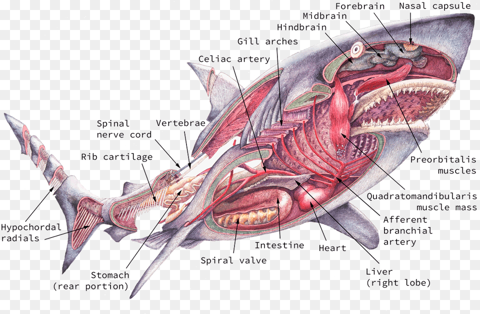 Internal Anatomy Anatomy Of Sharks, Animal, Sea Life, Fish, Shark Png